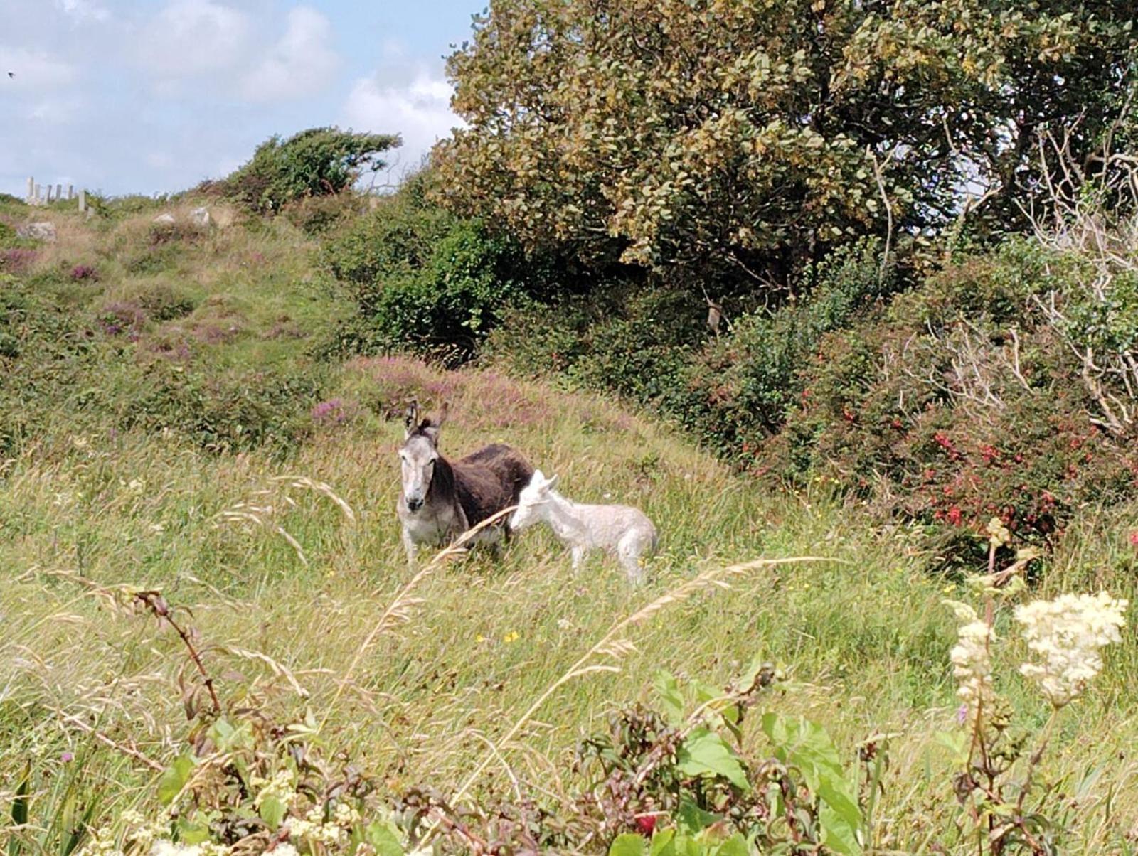 Ballyconneely House Голуей Екстериор снимка